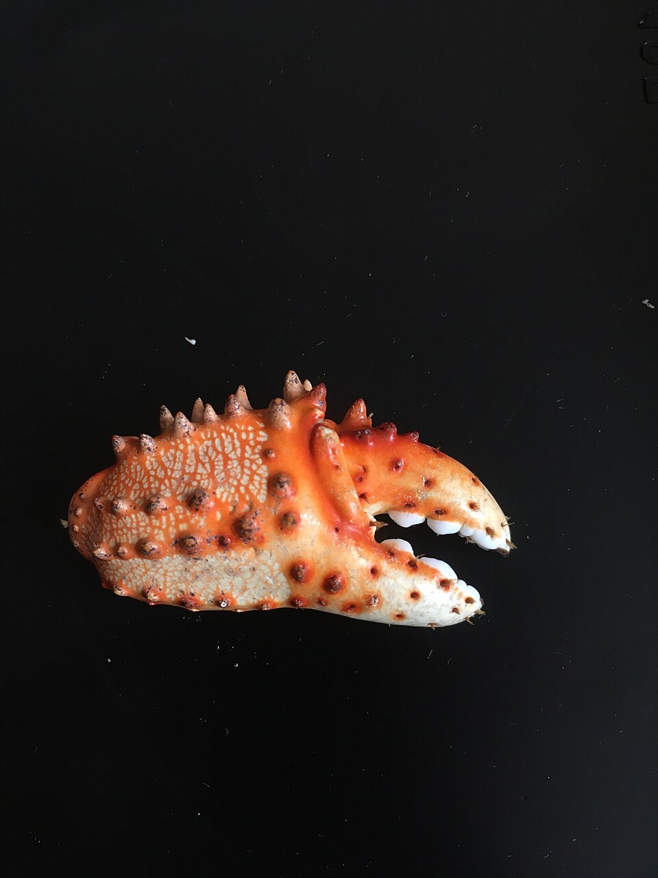 タラバガニの爪