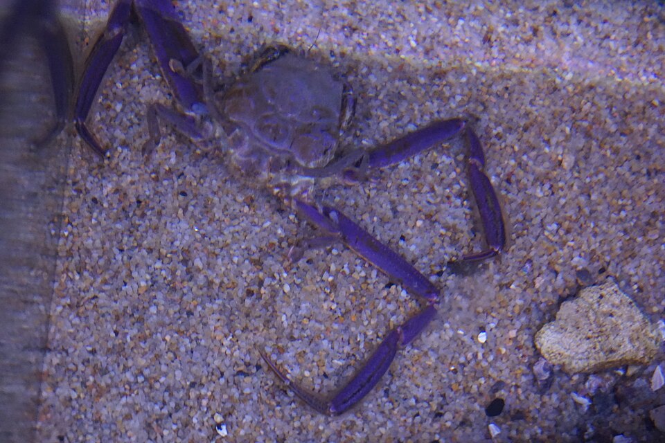 海響館の水槽の砂の上にいるヘイケガニ。甲羅に顔のような凹凸が見える。