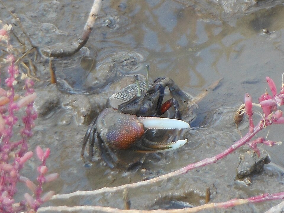 東よか海岸の泥の上で、大きな右のハサミを上げるシオマネキ。