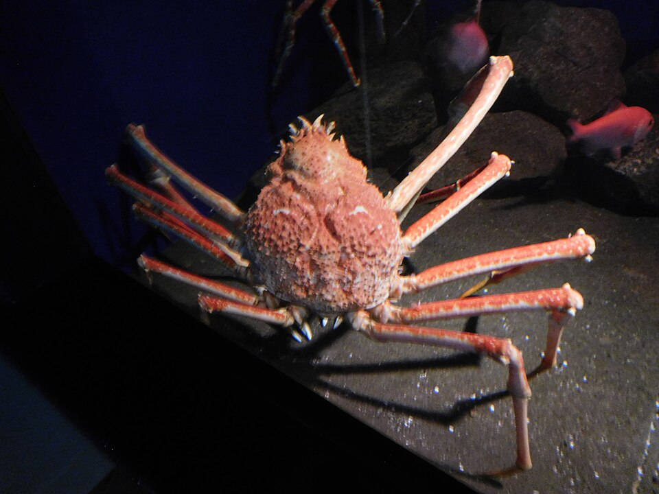 新江ノ島水族館のタカアシガニ。長い脚を折り曲げて海底にいる。